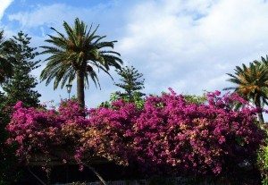 2`Bougainvillea-1